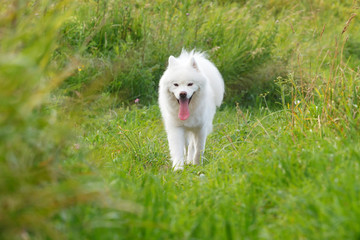 White Samoyed dog walking on the grass on a hot summer day sticking out his tongue.