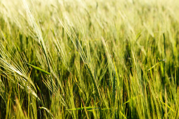 Green wheat on a field