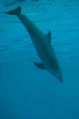 Dolphin © Photo&Lightroom  LF