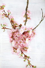 adorable cherry blossom flowers on white wood background, free space for your text, shabby chic