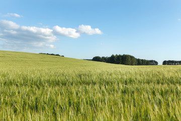Green wheat on a field