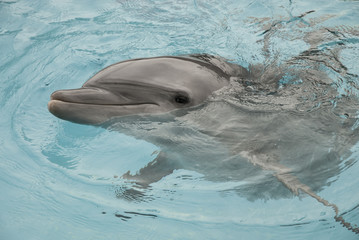 Dolphin, my best side