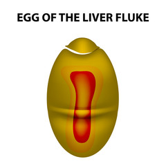 Egg of the liver fluke. infographics. Vector illustration on isolated background.