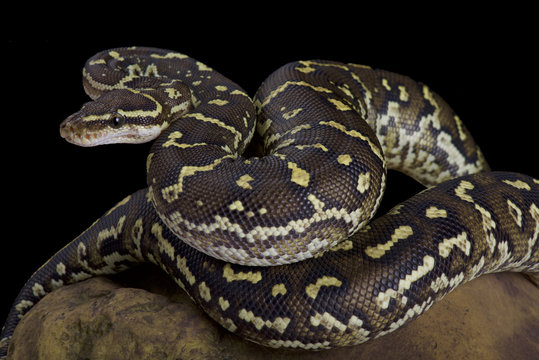 Angola python, Python anchietae