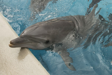 Dolphin, Snack time