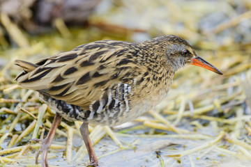 クイナ(water rail)
