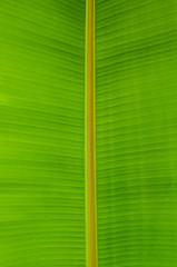 texture background abstract banana leaf from tropical places