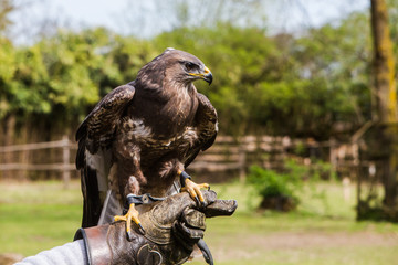 Falco