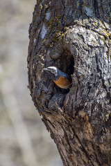 Redstart, Phoenicurus phoenicurus