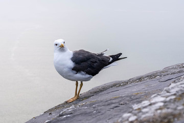 The seagull sits on a rock against the background of the sea. Early morning
