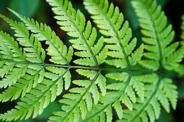 texture background abstraction leaf
