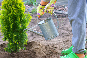 Fototapeta Planting plants step by step / ornamental shrub Thuja Golden Smaragd - watering after planting obraz