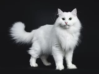 Stof per meter Indrukwekkende stevige witte Siberische kat die aan de zijkant staat geïsoleerd op een zwarte achtergrond die recht in de camera kijkt © Nynke