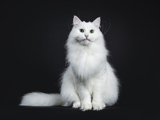 Impressive solid white Siberian cat sitting straight with tail beside body isolated on black...