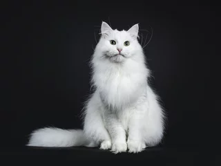 Foto op Plexiglas Impressive solid white Siberian cat sitting straight with tail beside body isolated on black background © Nynke