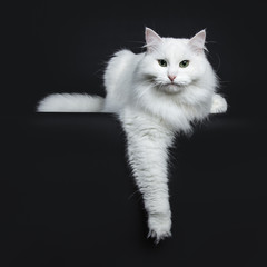 Impressive solid white Siberian cat laying down with tail beside body isolated on black background with one paw hanging over edge and looking straight in camera