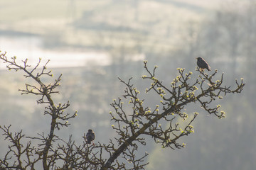 Birds in misty morning light