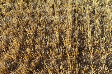Empty stubble field after harvest, autumn background close up