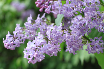 lilac flowers on the branches on green bokeh background