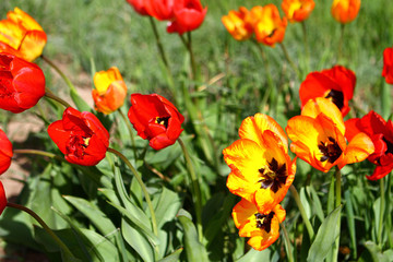 Red and yellow tulips symbolizing love and affection in flower park garden