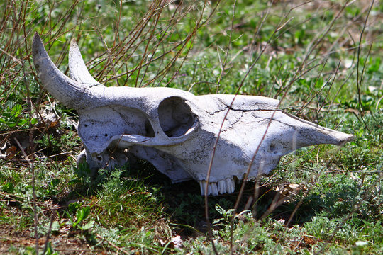 Old dry cow skull on a grass slope in the spring time