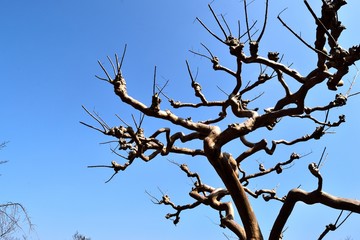 サルスベリ
