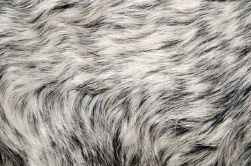 texture background wool small goat white gray