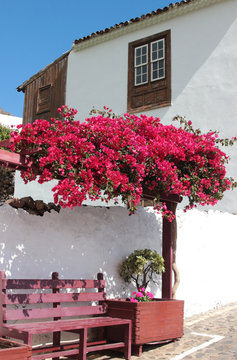 red blooming bougainvillea and bench in front of a house