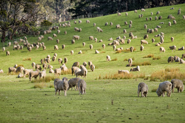 Fototapeta na wymiar Sheep grazing on lush green pasture