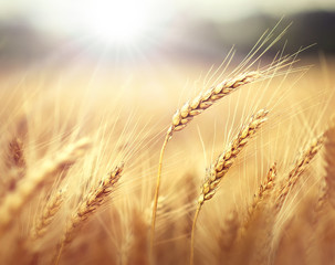 Wheat in sunset