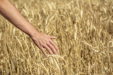  Campo de trigo y mano masculina tocando espigas doradas de trigo en día de verano