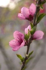 Cherry blossom, pink flowers. Spring concept.