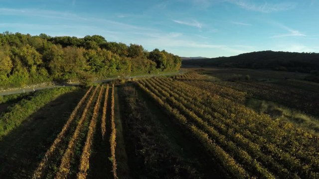 Aerial shot of field crops 