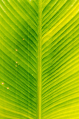 texture background abstract banana leaf from tropical places