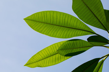 Plumeria leaves isolate on white background.