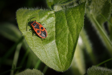 Firebug (Pyrrhocoris apterus) insect on the leaves.