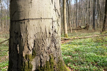 Bäume im Wald