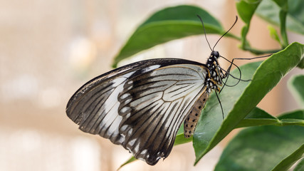 Schmetterling