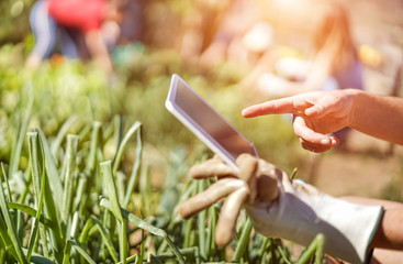 Obraz na płótnie Canvas Friendly team harvesting fresh vegetables from the community greenhouse garden and planning harvest season on a digital tablet