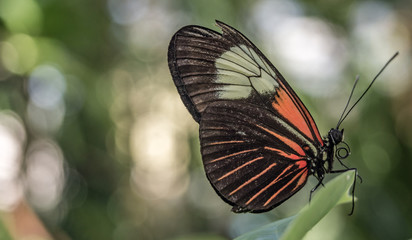 Schmetterling