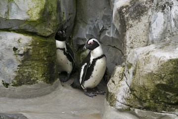 Naklejka premium Pareja de pingüinos