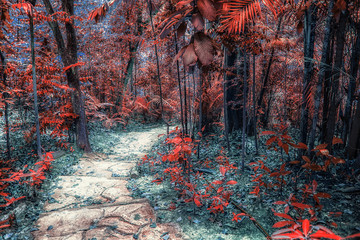 Naklejka premium Small way in a fantasy forest 
