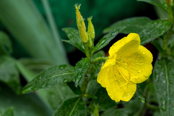 Pretty evening primrose buds and blossoms in a garden