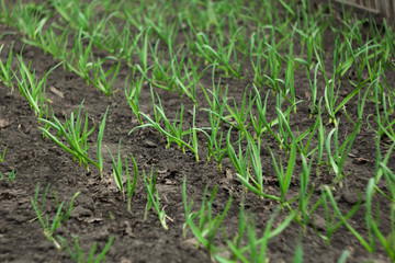 The growing green seedlings of garlic are planted in the garden. Agricultural vegetable plants.