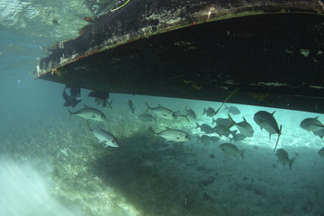 Ho Chan Marine Reserve & Shark Ray Alley