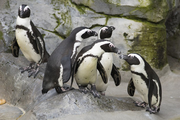 Grupo de pingüinos africanos