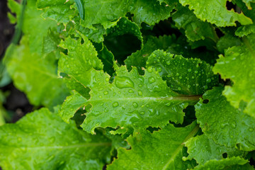 Green leaf with water drops after the rain for background