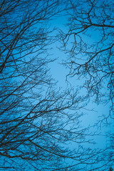 Silhouettes of branches of a tree silhouette against blue sky at night. Halloween concept.