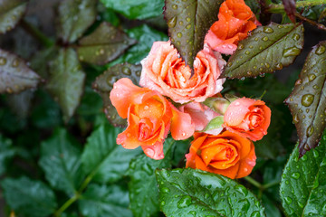 Blooming orange English rose in the garden after the rain
