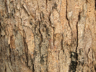 Tree bark texture